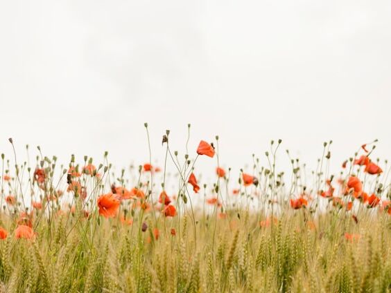 Life is simple - Confucius EN