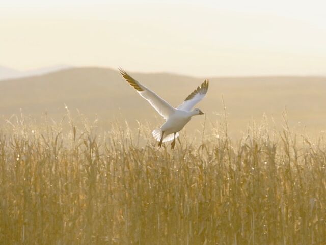 Snow Goose - Lao Tzu - EN