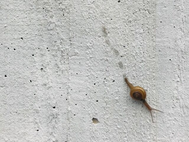 Slowly - Confucius - EN