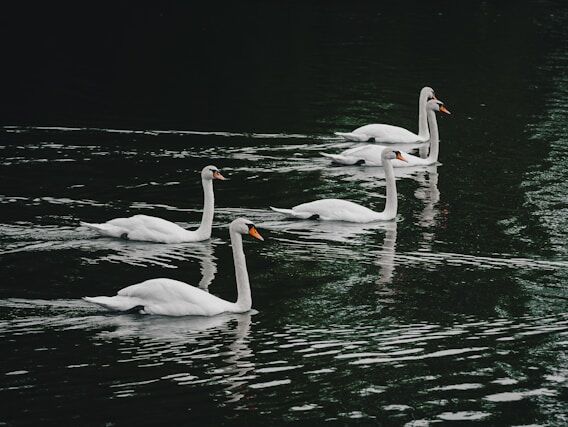 Leaders - Lao Tzu - EN