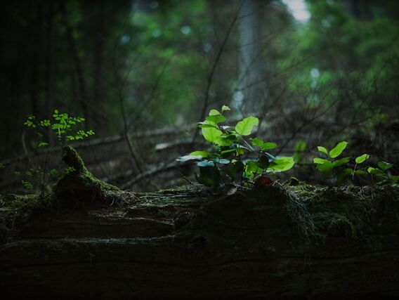 Wise Shape - Buddha- EN