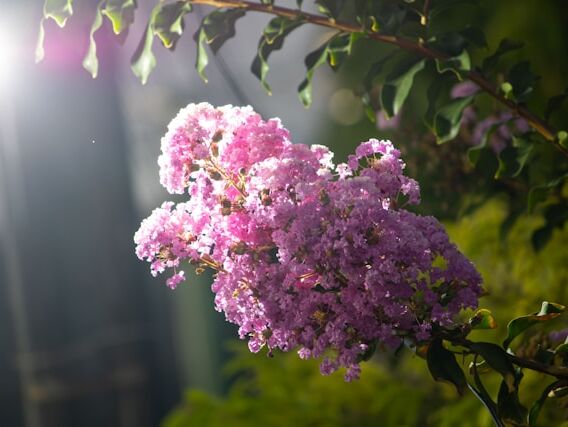 Divine Nature - Wayne Dyer - EN