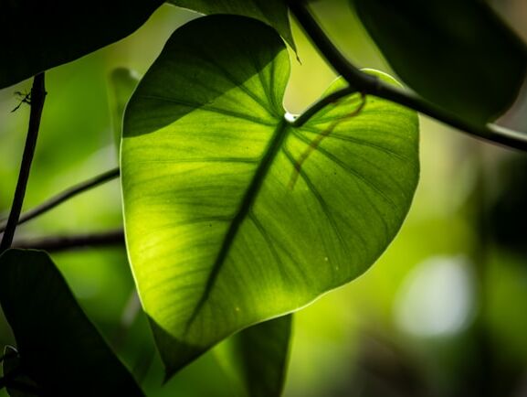 Beauty - Khalil Gibran - EN