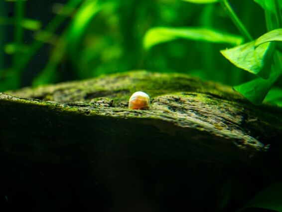 Presence - Stephen Levine - EN