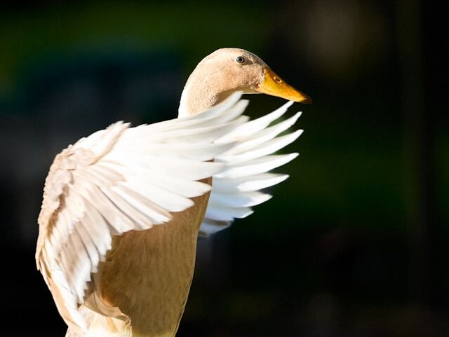 Chicken Duck - Ajahn Chah - EN