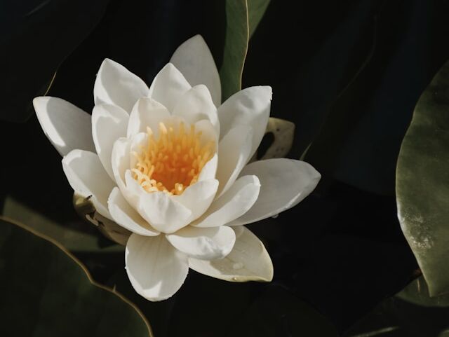 Meditation - Thich Nhat Hanh - EN